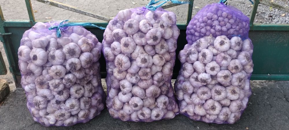 Продається часник "Любаша"