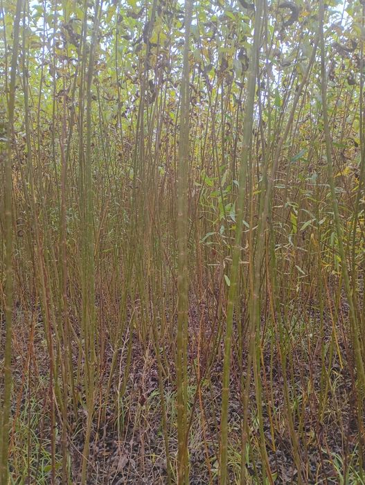 Sprzedam wiklinę amerykankę okolo;25t