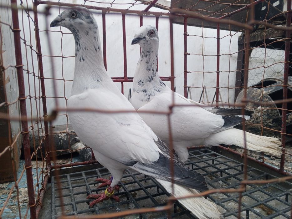 Łódzki Pstry Łódzkie pstre ptaki gołębie ozdobne