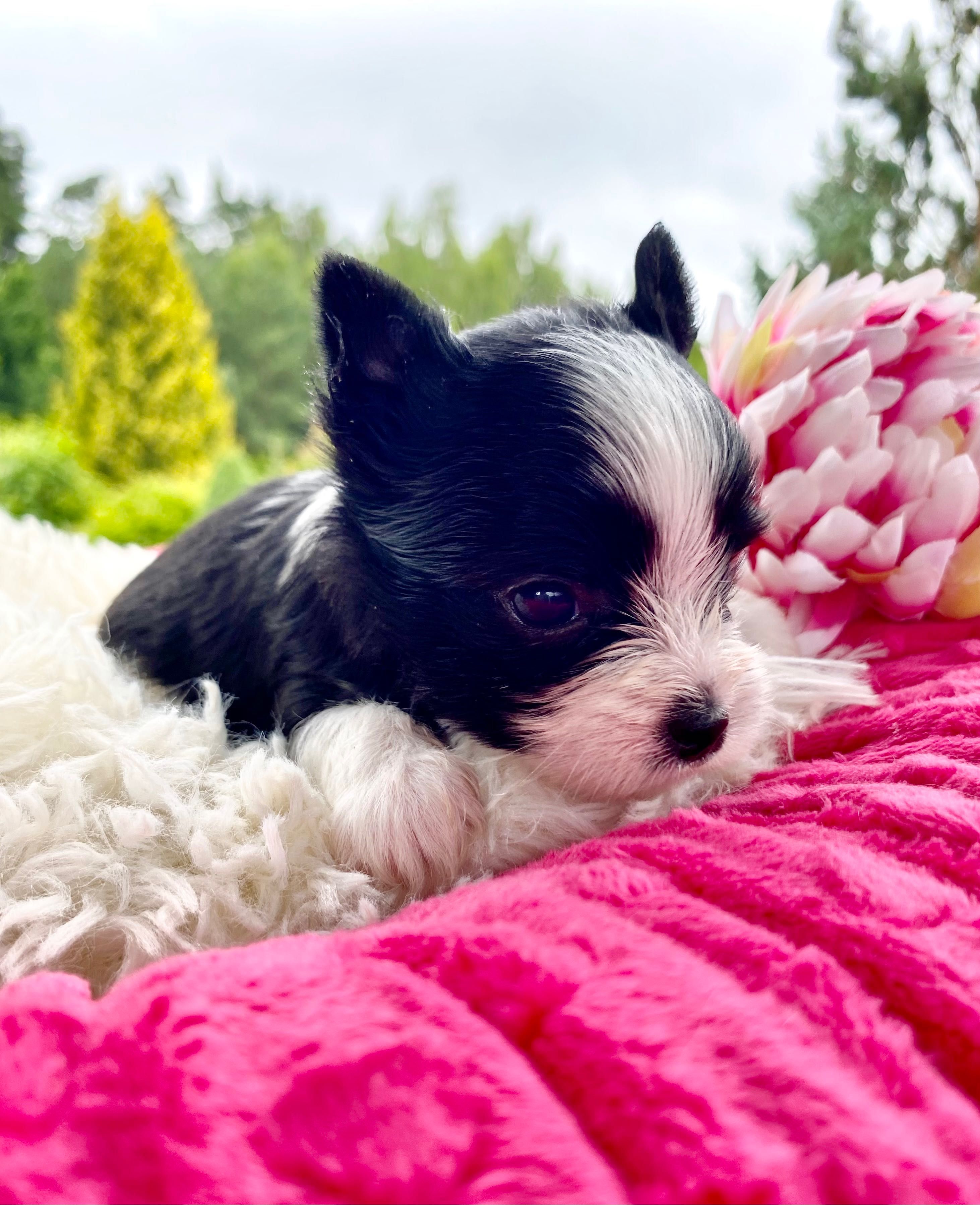 ZUZU mini suczka york black&white wyjątkowe kolory , rodowód PFK