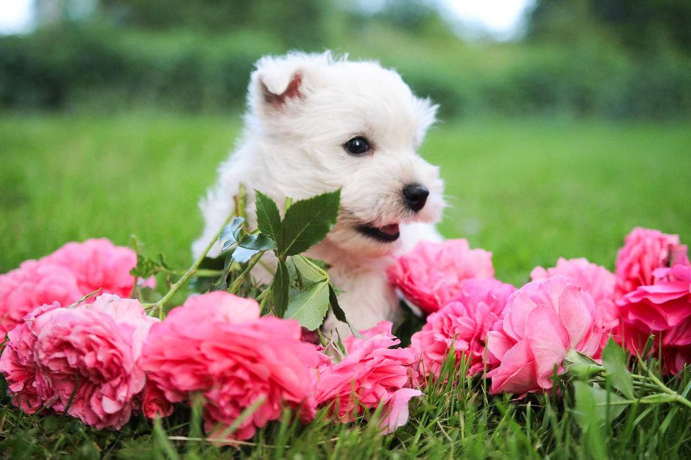 Piesek West Highland White Terrier ZKWP FCI