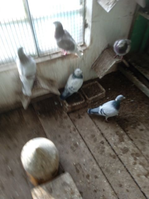 Sprzedam gołębie przelotowane