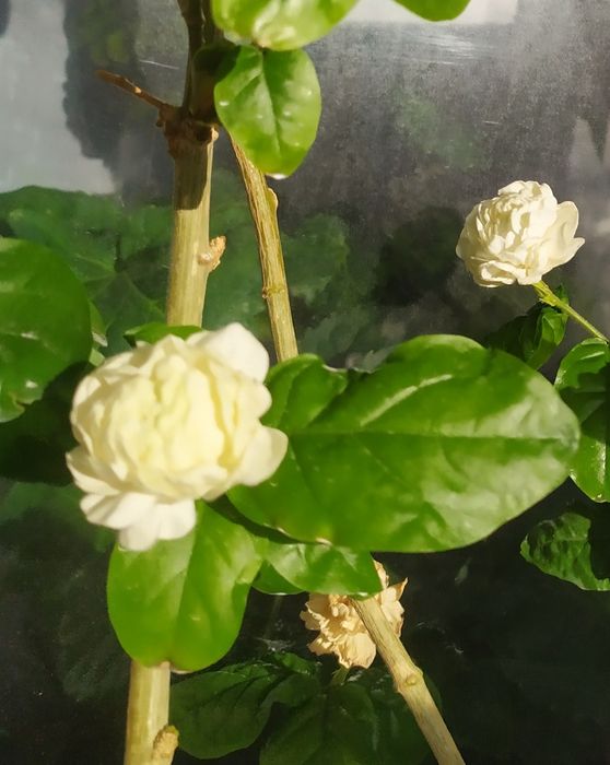 Жасмін Гранд Дюк