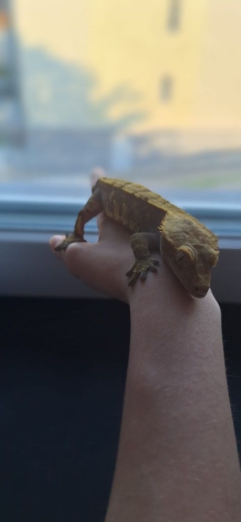 Sprzedam terrarium razem z Gekonem