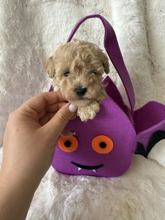 Maltipoo samiec mini miniaturka