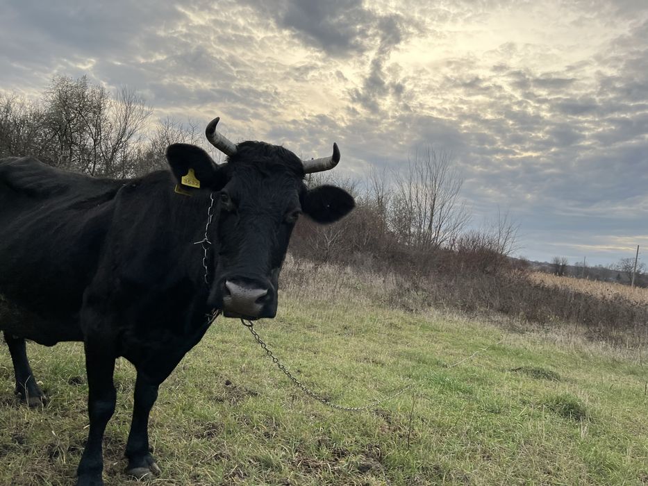 Корова, вік 10років