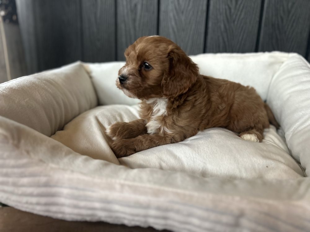 Cavapoo piesek F1