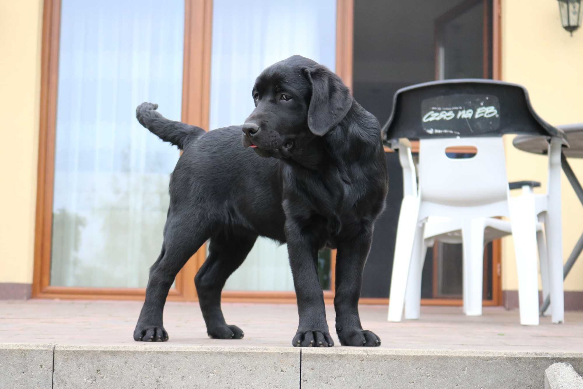 Labrador Retriever ZKwP FCI- piesek