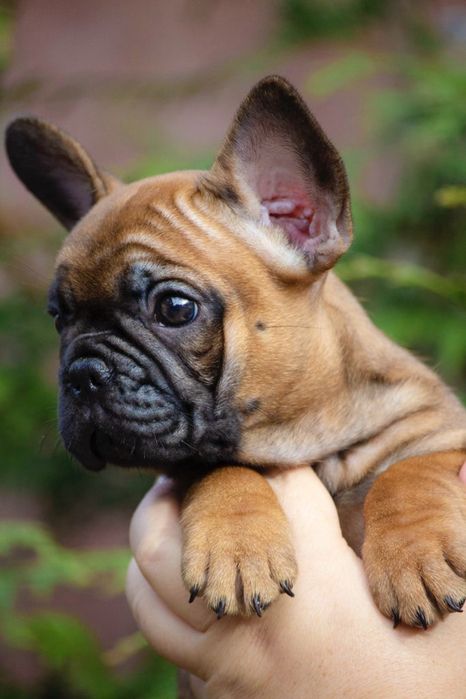 Елегантна дівчинка від розплідника Bossline