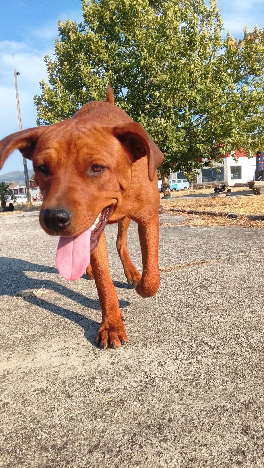Cão para adopção