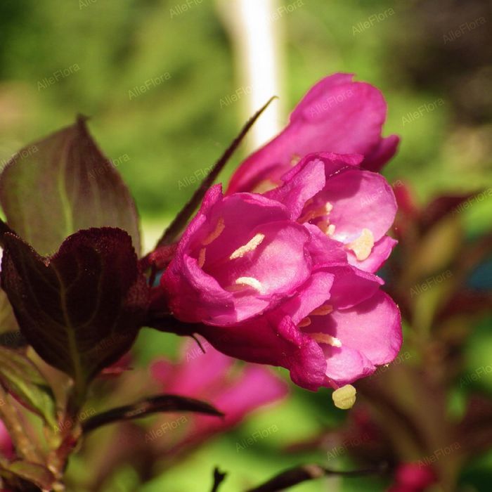 Krzewuszka cudowna 'Minor Black' (Weigela) Karłowata Poj. 2.0L