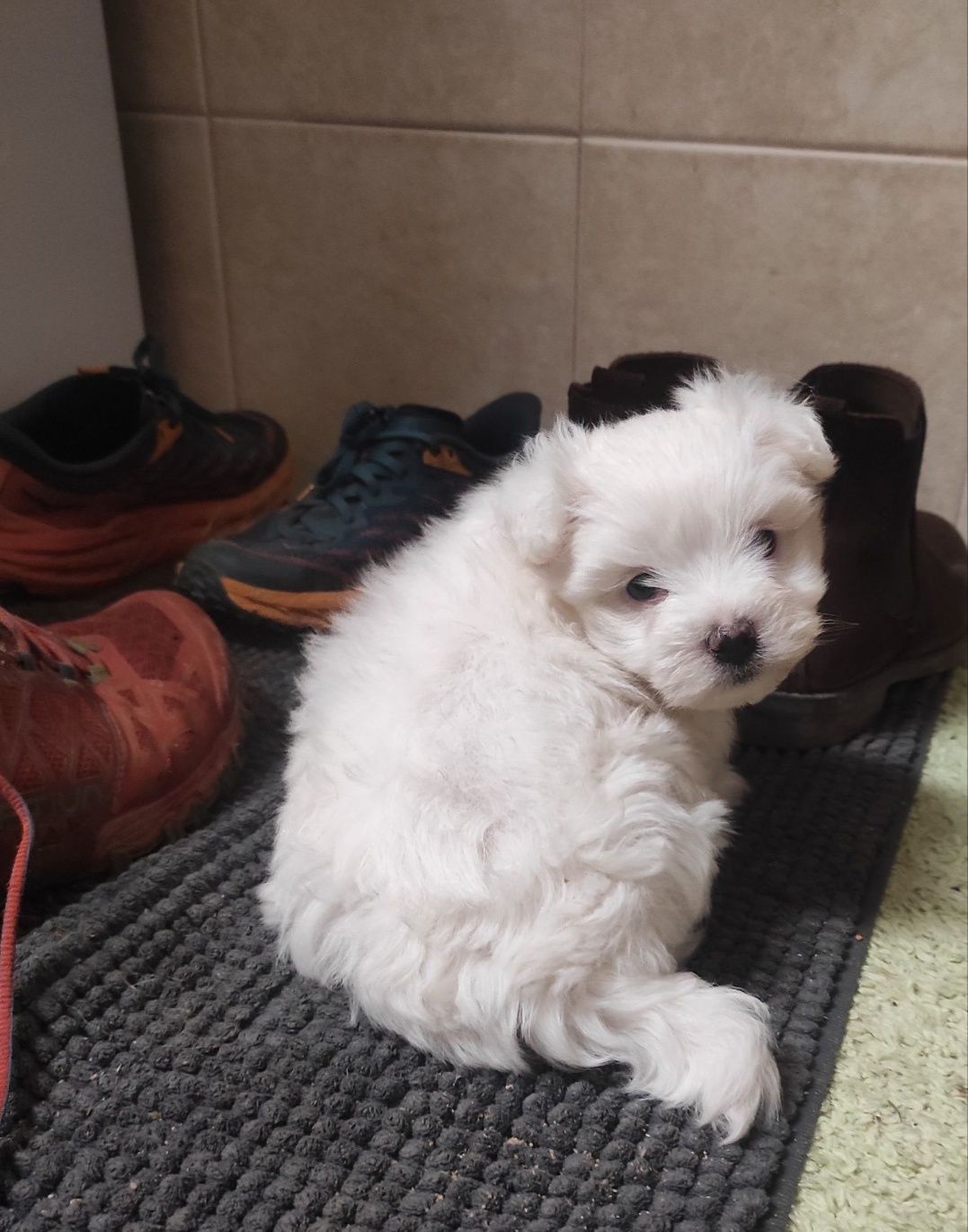 Maravilhosos peluchinhos bichon