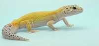 Эублефар для новичков гекон ящерица для новичков