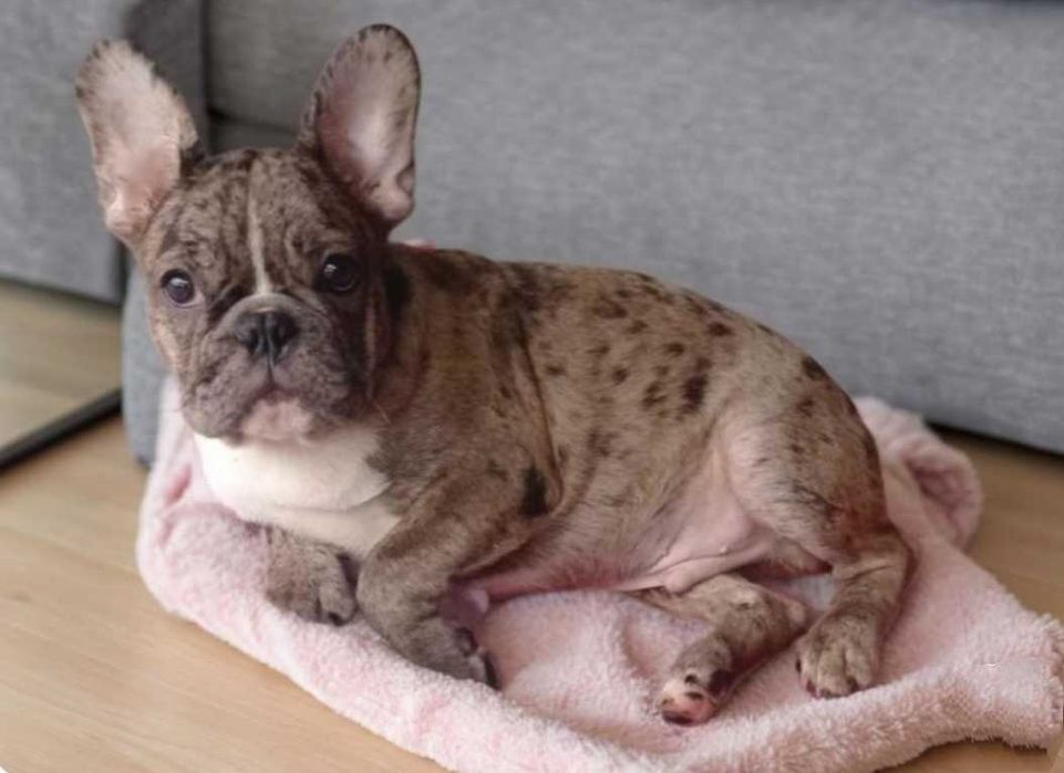 Мальчик французский бульдог.