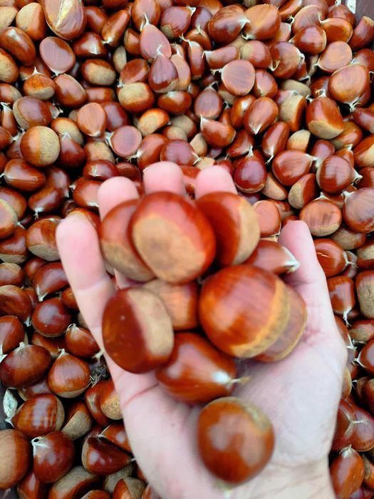 Castanha de boa qualidade