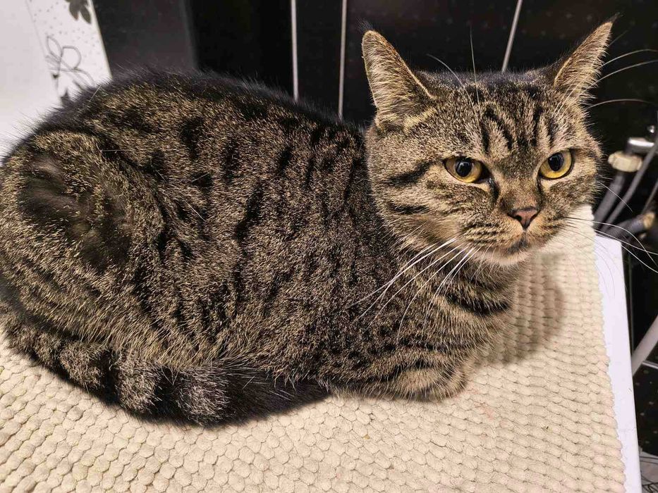 Лагідна британська кішка Юмі в добрі руки