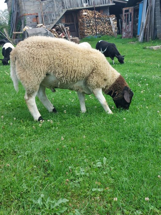 Baran dorper tryczek