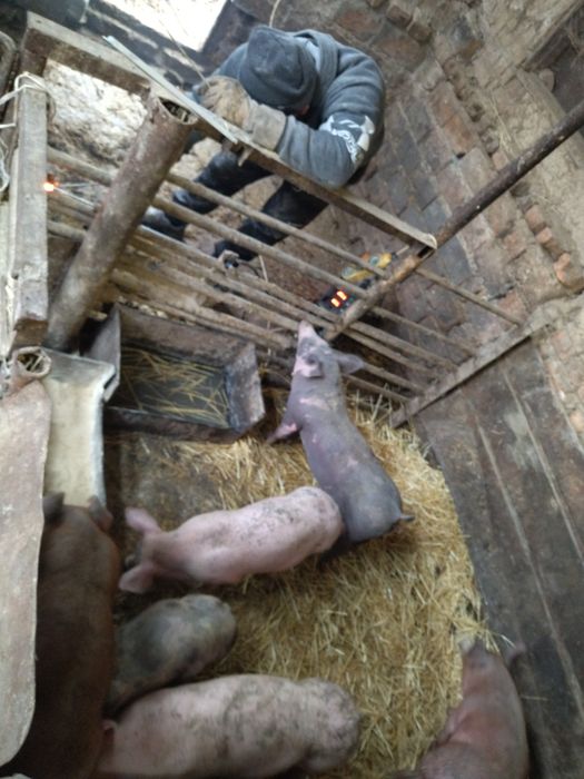 Продам домашніх поросят