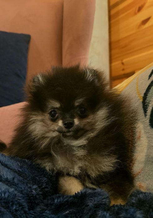 Pomeranian szpic miniaturowy dziewczynka black and tan