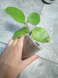 Hoya cv. Majick rośnie