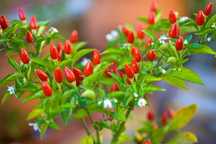 Острый перец Piri-Piri - 175 000 SHU. Острые соусы.