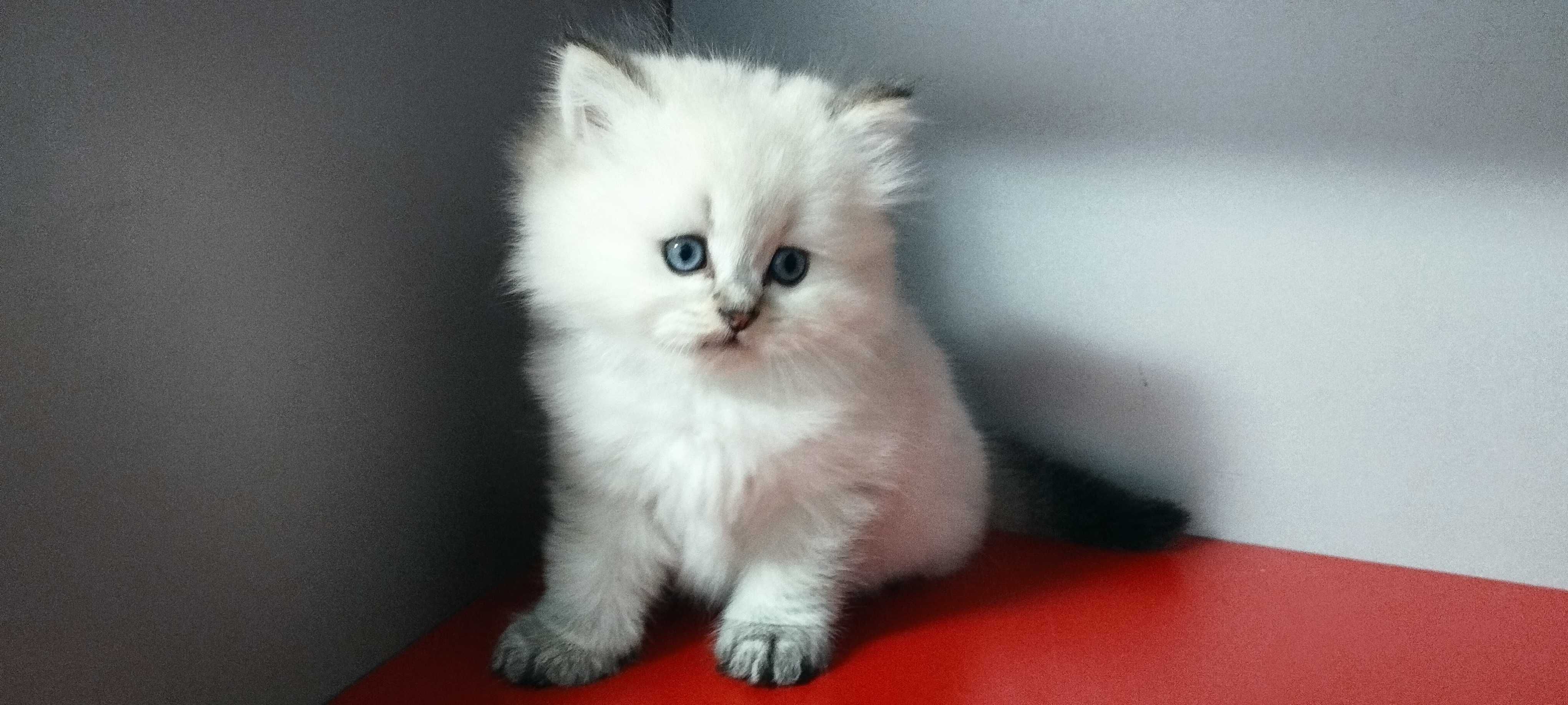 Кошеня шиншила поінт