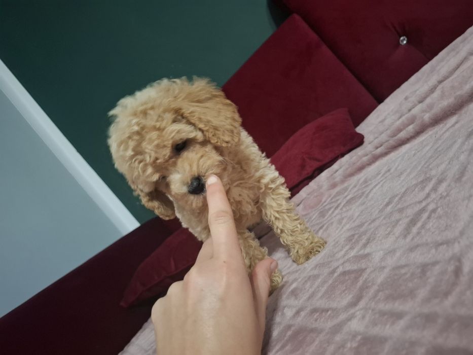 Maltipoo Bichpoo  szczeniak pies