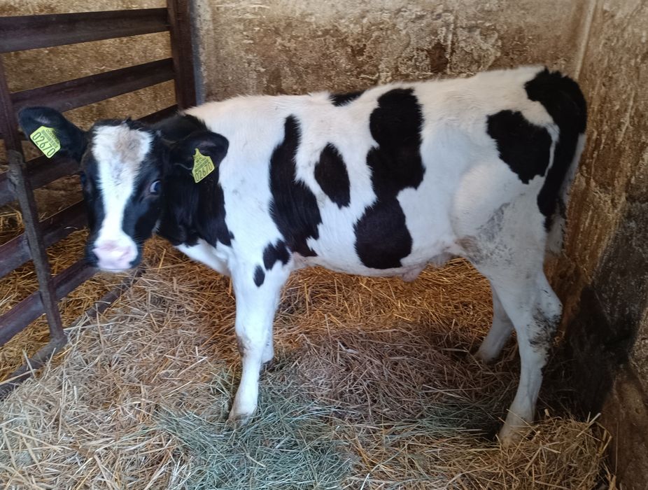 Byczek Polski tak 115 kg