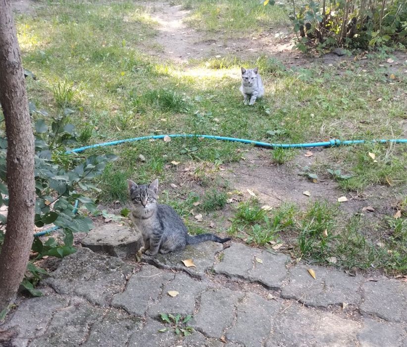 Oddam 4 kocięta ok 5 mies.