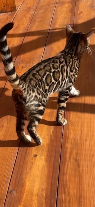 Бенгальське елітне кошеня Арія з родоводом