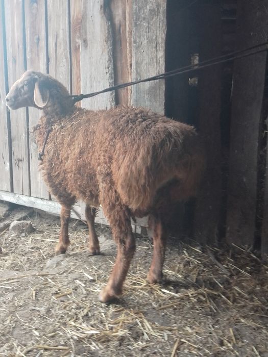 Продаж або обмін.