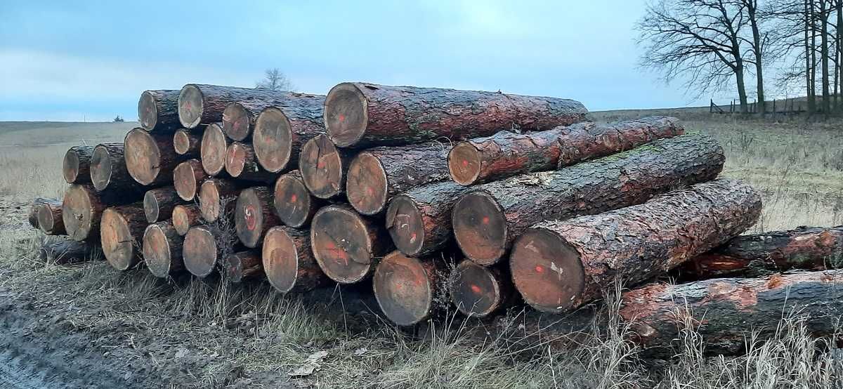Drewno opalowe sosna w kłodzie , w wałku dl. 2,5m S4, S2a, S2b