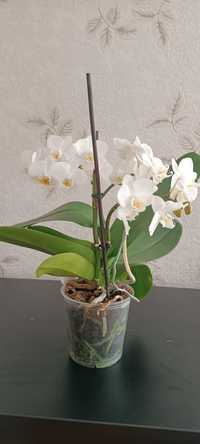 Орхідея, біленька мультифлора