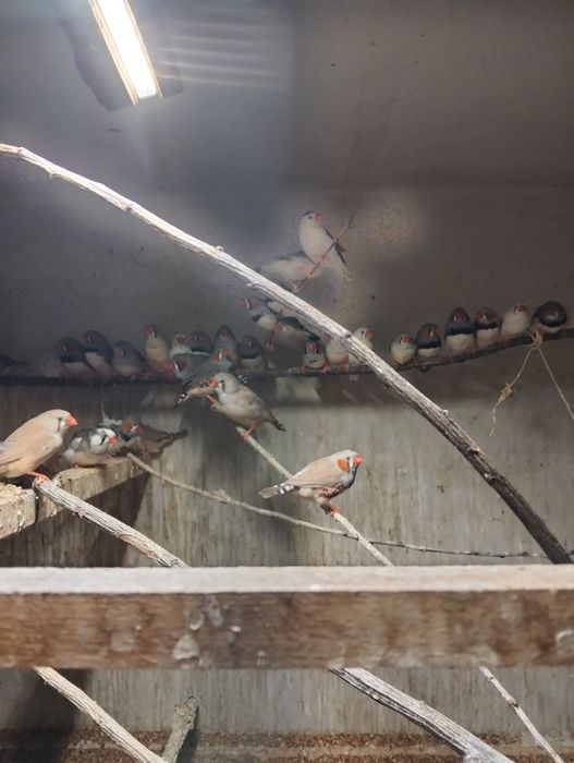 Zeberki amadyny od 20 zł