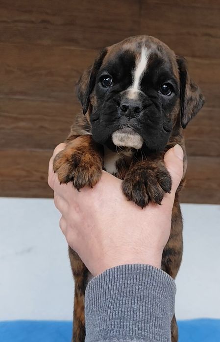 Bokser suczki gotowe do zmiany domu