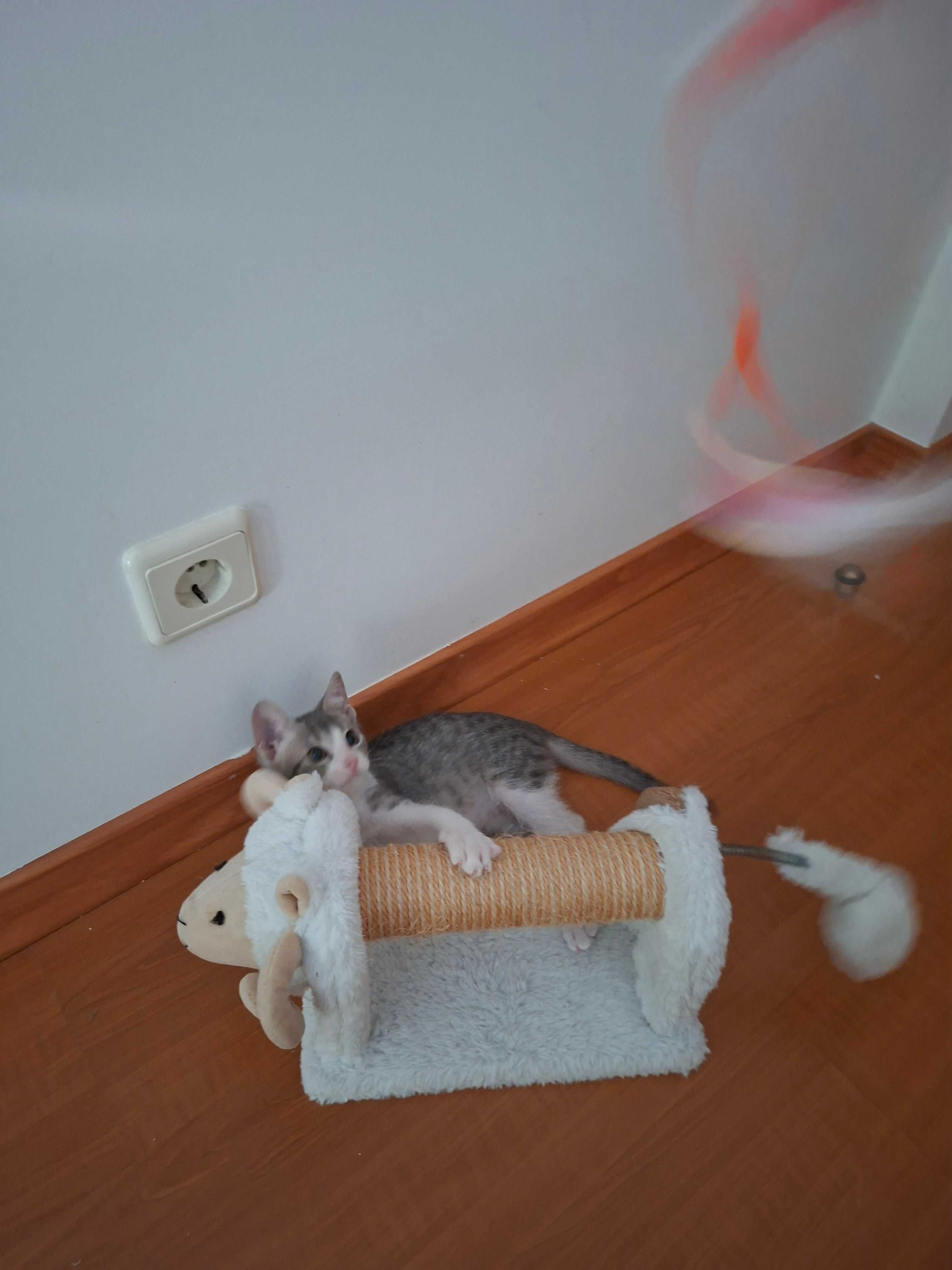 Gatinho lindo e perfeito para adoção responsável