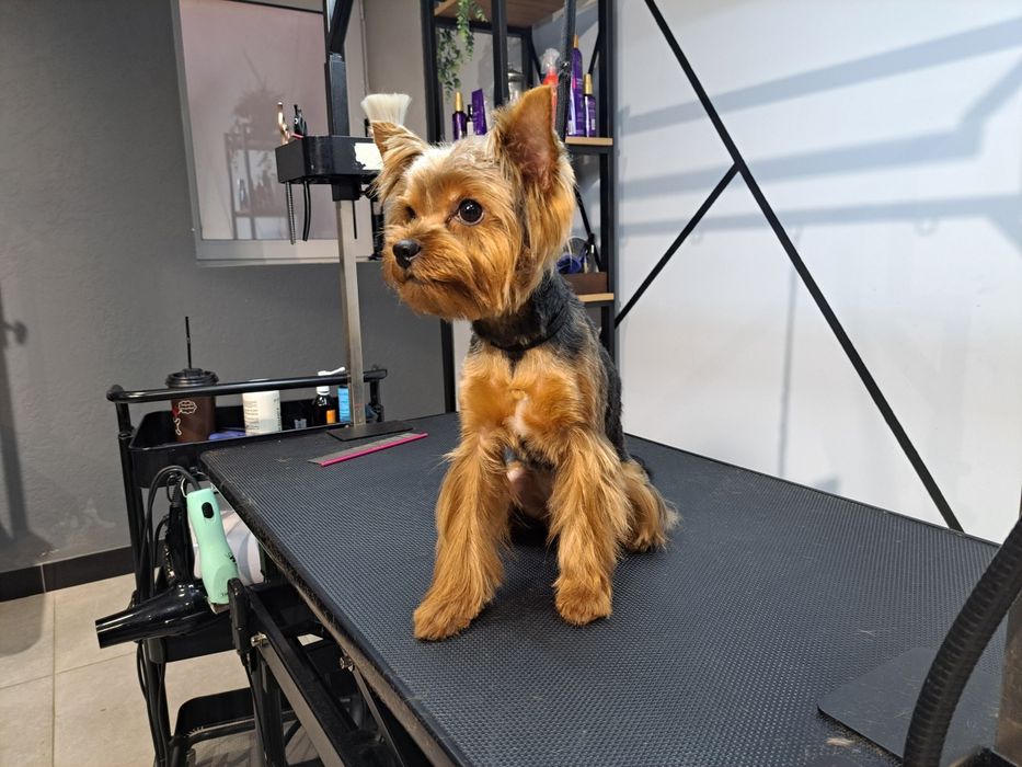 В'язка, молодий кобель шукає леді, документи КСУ