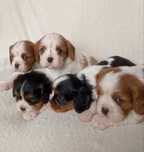 Cavalier king charles spaniel ekstra klasa gotowe do odbioru