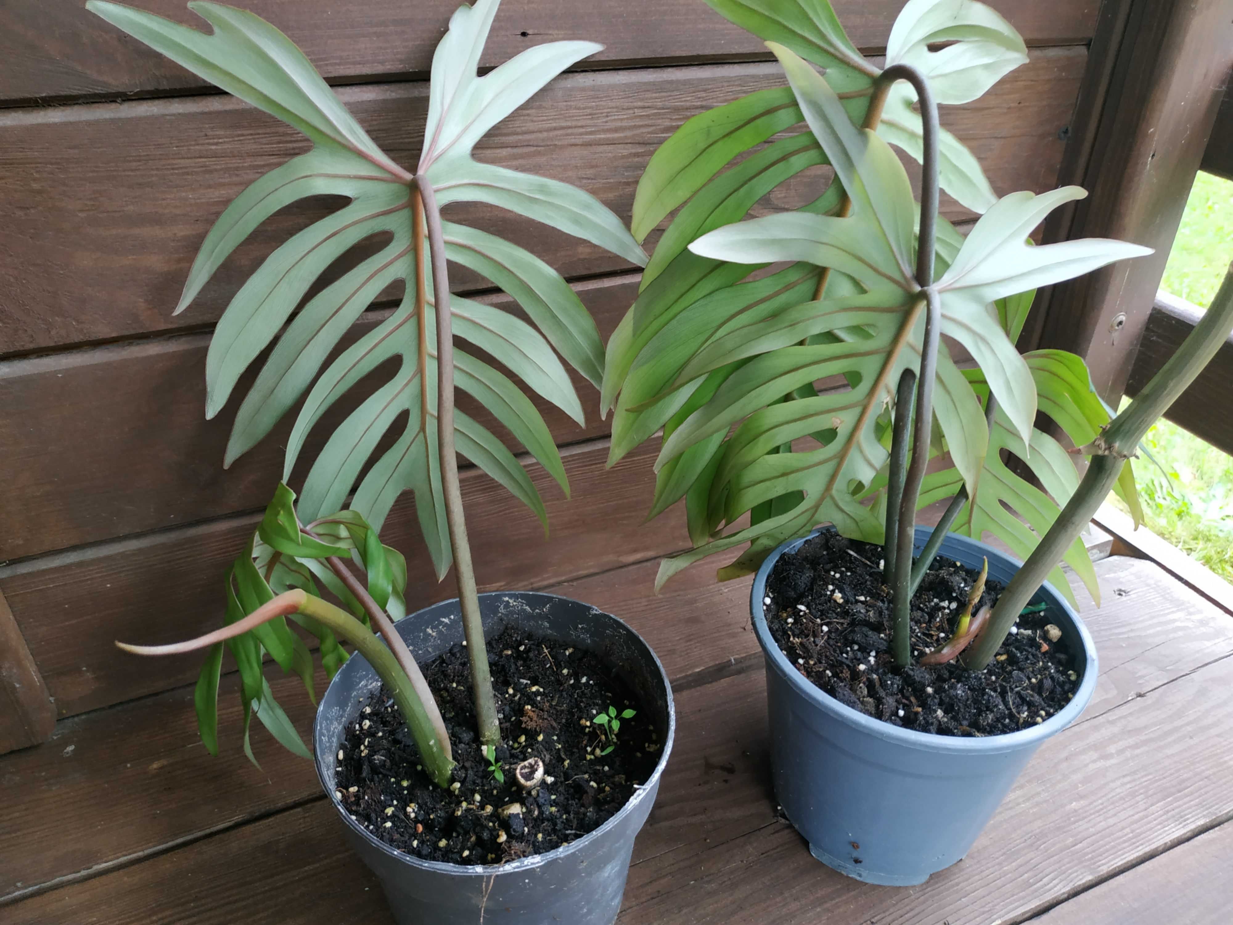 Philodendron Mayoi. Inconcinnum. Kwiat doniczkowy.