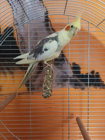 Papuga Nimfa samiec bez klatki