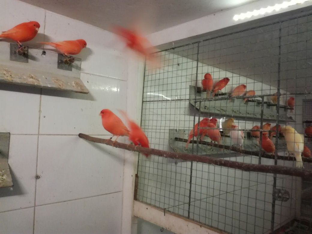 Ptaki kanarki czerwone