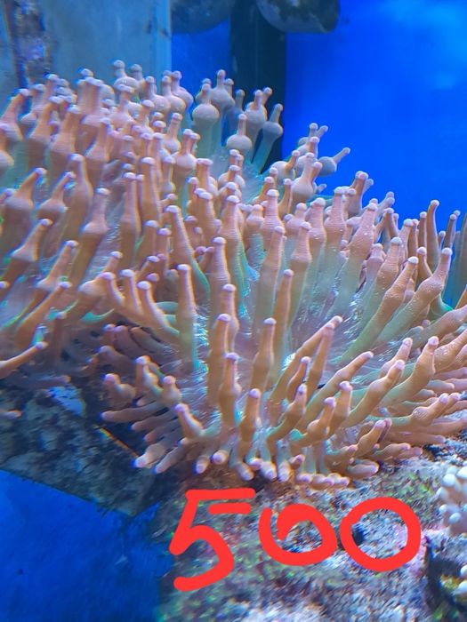 Корали для морського акваріума