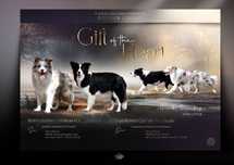 Border Collie FCI / ZKwP
