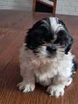Shih-tzu szczeniak aktualne