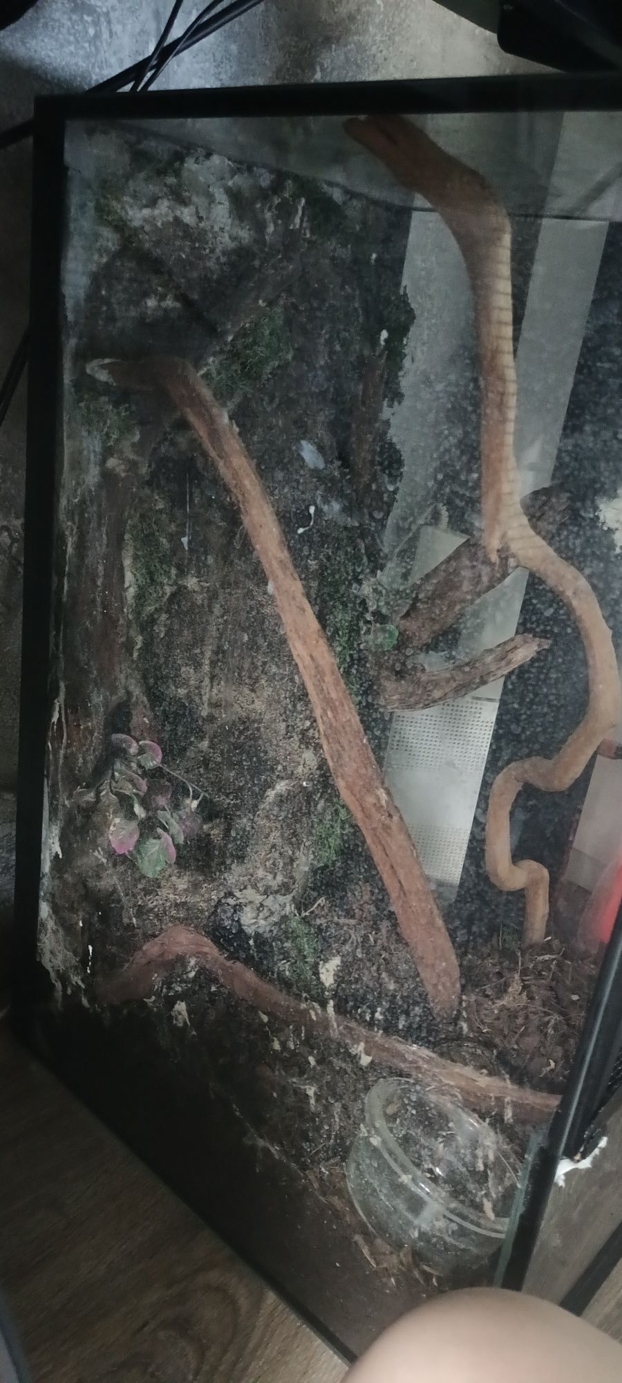 Terarium dla gekona etc.