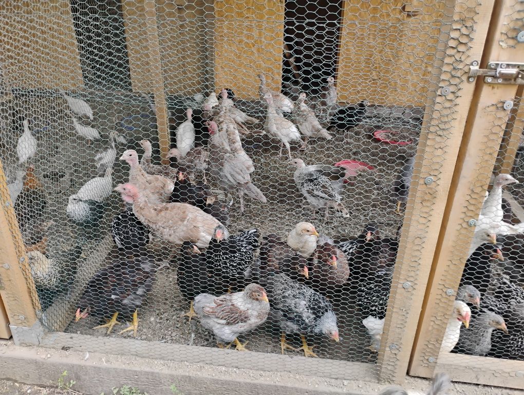 WYANDOTTE młode , mix kolorów.