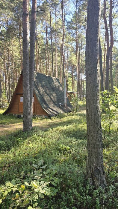 Domek letniskowy w lesie