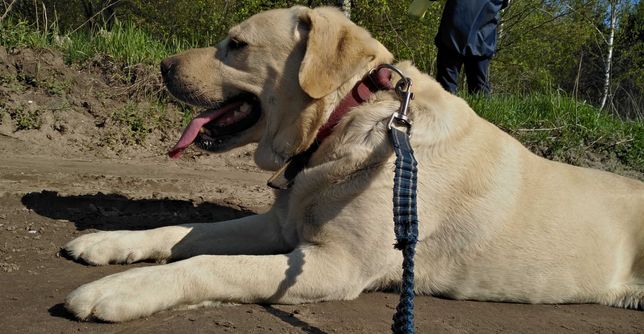 Zaginął Labrador  biszkoptowy - widziany w  Lubieniu Kujawskim!!