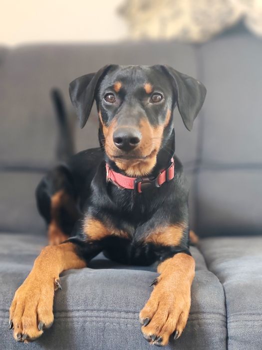 Pinczer średni ZKwP (FCI) – suczka gotowa do odbioru