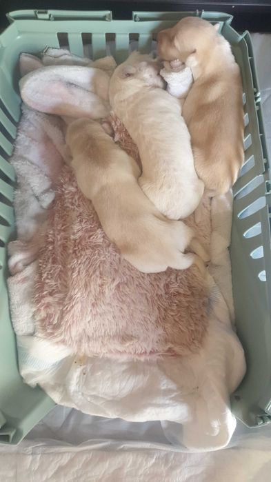 Метис лабрадора цуценята шукають родину